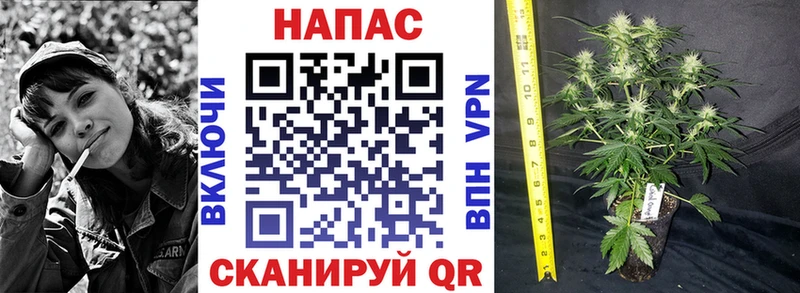 Бошки Шишки марихуана  Приморско-Ахтарск 